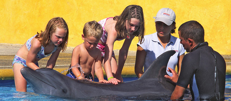 Dolphin Kids